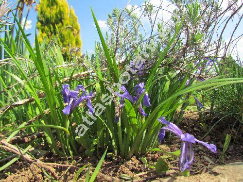 Iris ruthenica Ker Gawl. (Xyridion ruthenicum (Ker Gawl.) Alef.)
