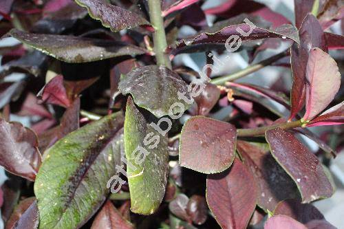Euphorbia umbellata (Pax) Bruyns (Synadenium umbellatum Pax, Euphorbia pseudograntii (Hook. f.) Bruyns)