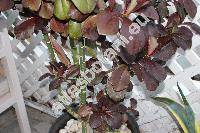 Euphorbia umbellata (Pax) Bruyns (Synadenium umbellatum Pax, Euphorbia pseudograntii (Hook. f.) Bruyns)