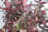 Euphorbia umbellata (Pax) Bruyns (Synadenium umbellatum Pax, Euphorbia pseudograntii (Hook. f.) Bruyns)