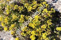 Draba lasiocarpa Roch.