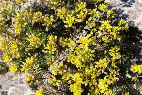 Draba lasiocarpa Roch.