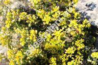 Draba lasiocarpa Roch.