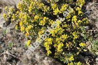 Draba lasiocarpa Roch.