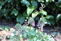 Corydalis pumila (Host) Rchb. (Fumaria pumila Host,  Corydalis lobelii Tausch ex Hoppe)