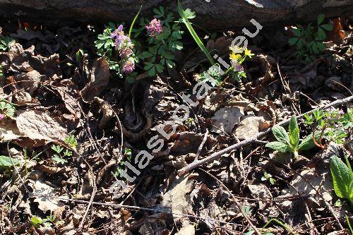 Corydalis pumila (Host) Rchb. (Fumaria pumila Host,  Corydalis lobelii Tausch ex Hoppe)