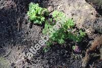 Corydalis pumila (Host) Rchb. (Fumaria pumila Host,  Corydalis lobelii Tausch ex Hoppe)
