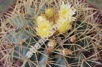 Ferocactus glaucescens (DC.) Britt. et Rose (Echinocactus glaucescens DC., Echinocactus mammillarioides Hook.)