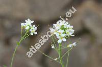 Cardaminopsis petranea (L.) Hiit. (Cardaminopsis hispida (Myg.) Hayek, Arabidopsis arenosa subsp. petranea, Cardaminopsis petrogena, Arabis hispida Myg.)