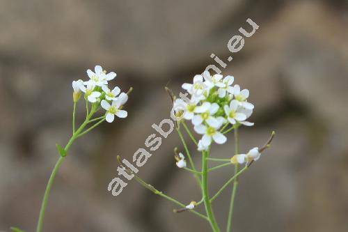 Cardaminopsis petranea (L.) Hiit. (Cardaminopsis hispida (Myg.) Hayek, Arabidopsis arenosa subsp. petranea, Cardaminopsis petrogena, Arabis hispida Myg.)