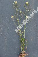 Cardaminopsis petranea (L.) Hiit. (Cardaminopsis hispida (Myg.) Hayek, Arabidopsis arenosa subsp. petranea, Cardaminopsis petrogena, Arabis hispida Myg.)
