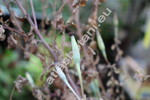 Porophyllum ruderale (Jacq.) Cass. (Porophyllum ruderale subsp. macrocephalum (DC.) Johns.)