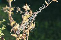 Cerastium glomeratum Thuill. (Stellaria, Cerastium viscosum auct. non L., Cerastium acutatum Suksdorf)