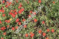 Helianthemum 'Fire Dragon'