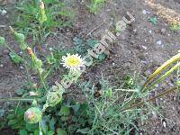 Sonchus tenerrimus L. (Sonchus tenerrimus var. maritimus Ball)