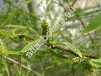 Salix alba L.