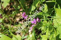 Polygala comosa Schkuhr