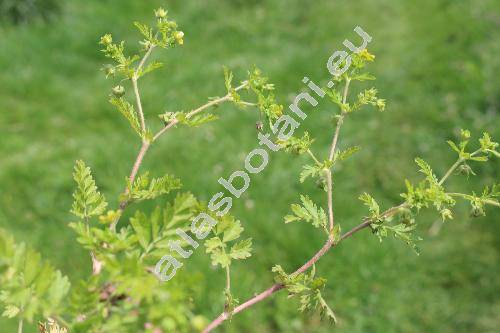 Potentilla supina L. (Fragaria supina (L.) Crantz, Comarum supinum (L.) Fourr., Argentina supina (L.) Lam.)