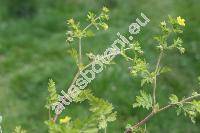 Potentilla supina L. (Fragaria supina (L.) Crantz, Comarum supinum (L.) Fourr., Argentina supina (L.) Lam.)