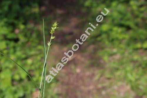 Carex echinata Murr. (Carex stellulata Gooden., Vignea echinata (Murr.) Fourr.)