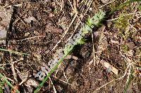 Carex echinata Murr. (Carex stellulata Gooden., Vignea echinata (Murr.) Fourr.)