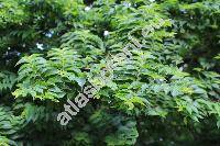 Ulmus 'Jacqueline Hillier' (Ulmus x elegantissima)