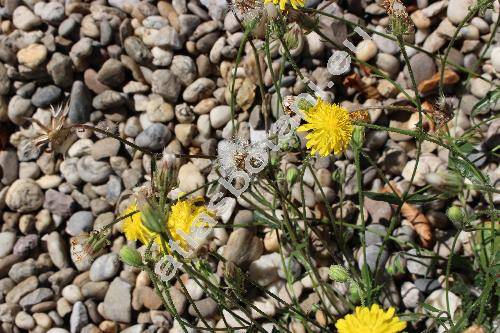 Crepis neglecta L.