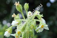 Solanum abutiloides (Griseb.) Bitt. et Lillo (Cyphomandra abutiloides Griseb., Solanum hibiscifolium Rusby)