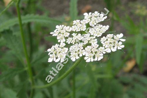 Tordylium maximum L. (Caucalis maxima (L.) Vest, Heracleum tordylium Spreng., Pastinaca maxima (L.) Koso-Pol.)