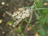 Tordylium maximum L. (Caucalis maxima (L.) Vest, Heracleum tordylium Spreng., Pastinaca maxima (L.) Koso-Pol.)