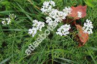 Achillea millefolium subsp. sudetica (Opiz) Oborny (Achillea millefolium agg.)