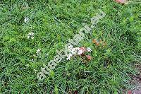 Achillea millefolium subsp. sudetica (Opiz) Oborny (Achillea millefolium agg.)