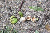 Carya ovata (Mill.) Koch (Hicoria ovata (Mill.) Britt., Juglans ovata Mill.)