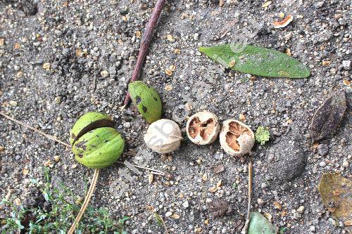 Carya ovata (Mill.) Koch (Hicoria ovata (Mill.) Britt., Juglans ovata Mill.)