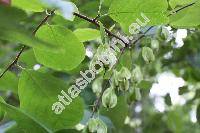 Halesia carolina L.