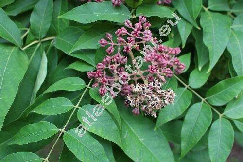 Tetradium daniellii (Benn.) Hartley (Ampacus daniellii (Benn.) Kuntze, Euodia henryi Dode, Evodia henryi Dode, Zanthoxylum daniellii Benn.)