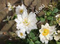 Anemone 'Whirlwind' (Anemone japonica Sieb. et Zucc., Anemone hupehensis Lemoine)