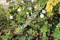 Anemone 'Whirlwind' (Anemone japonica Sieb. et Zucc., Anemone hupehensis Lemoine)