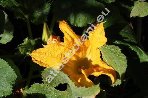 Cucurbita pepo 'Emperol' (Cucurbita pepo L.)