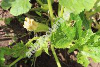 Cucurbita pepo 'Emperol' (Cucurbita pepo L.)