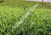 Achillea crithmifolia Waldst. et Kit.