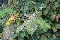 Tilia americana L. (Tilia glabra Vent., Tilia nigra Borkh.)