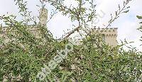 Pyrus salicifolia Pall.