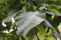 Magnolia tripetala L. (Magnolia umbrella Desr., Magnolia umbellata Steud.)