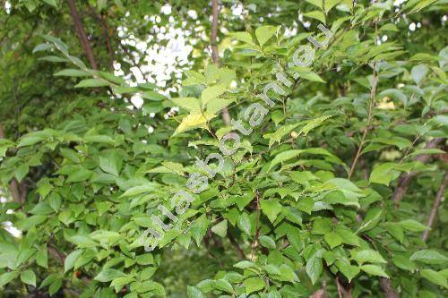 Photinia villosa (Thunb.) DC. (Stranvaesia)