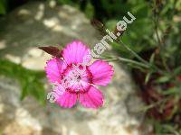 Dianthus myrtinervius Griseb.