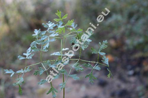 Peucedanum oreoselinum (L.) Moench (Selinum oreoselinum (L.) Crantz, Oreoselinum legitimum Bieb.)