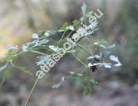 Peucedanum oreoselinum (L.) Moench (Selinum oreoselinum (L.) Crantz, Oreoselinum legitimum Bieb.)