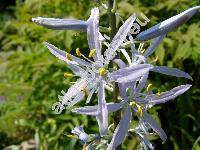 Camassia leichtlinii (Camassia leichtlinii (Bak.) Wats.)