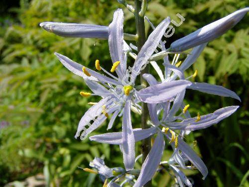 Camassia leichtlinii (Camassia leichtlinii (Bak.) Wats.)